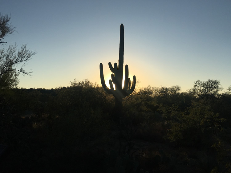 Saguaro National Park